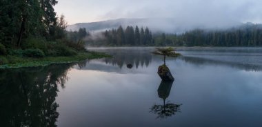 Sisli bir yaz gündoğumu sırasında Fairy Gölü'nde bir Ikonik Bonsai Ağacı Panoramik Görünümü. Port Renfrew yakınlarında çekilen Vancouver Adası, British Columbia, Kanada.