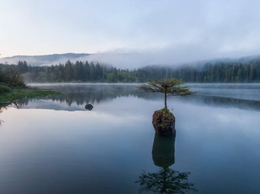 Sisli bir yaz gündoğumu sırasında Fairy Gölü'nde bir Ikonik Bonsai Ağacı Güzel Görünümü. Port Renfrew yakınlarında çekilen Vancouver Adası, British Columbia, Kanada.