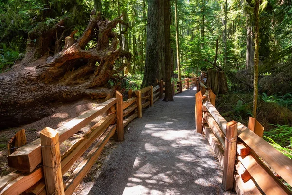 Kaunis Näkymä Trail Rain Forest Aikana Vilkas Aurinkoinen Kesäpäivä Otettu — kuvapankkivalokuva