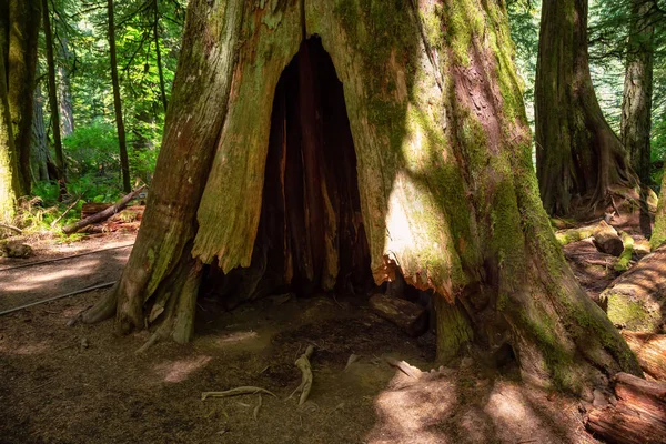 Belle Vue Sur Cèdre Creux Dans Forêt Tropicale Par Une — Photo