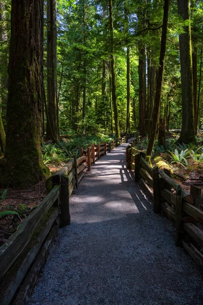 Schöne Aussicht Auf Einen Wanderweg Regenwald Einem Lebhaften Sonnigen Sommertag — Stockfoto