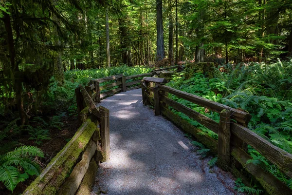 Vacker Utsikt Över Ett Spår Regnskogen Pulserande Solig Sommardag Taget — Stockfoto