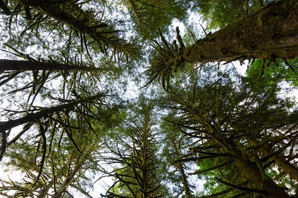 Prachtige Groene Bomen Holplinten Moss Tijdens Een Levendige Zomerdag Genomen — Stockfoto