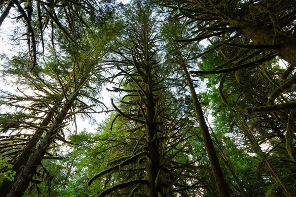 Prachtige Groene Bomen Holplinten Moss Tijdens Een Levendige Zomerdag Genomen — Stockfoto