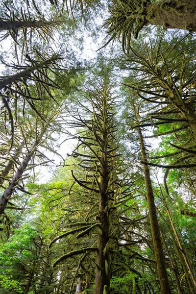 Prachtige Groene Bomen Holplinten Moss Tijdens Een Levendige Zomerdag Genomen — Stockfoto