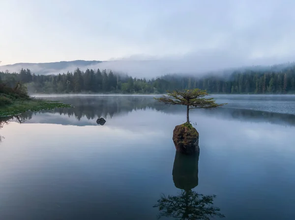 Bela Vista Uma Árvore Bonsai Icônica Lago Das Fadas Durante — Fotografia de Stock