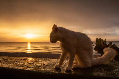 Sevimli Big White Cat dramatik bir bulutlu gün batımı sırasında Karayip Denizi'nde Plaj tarafından oturuyor. Varadero, Küba'da çekilmiş.