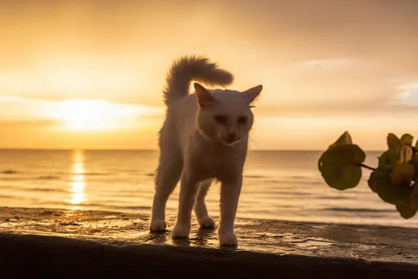 Die Süße Weiße Raubkatze Sitzt Während Eines Dramatischen Wolkenverhangenen Sonnenuntergangs — Stockfoto