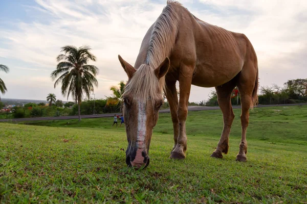 Koń Jedząc Zieloną Trawę Polu Pochmurny Zachód Słońca Podjęte Trinidad — Zdjęcie stockowe