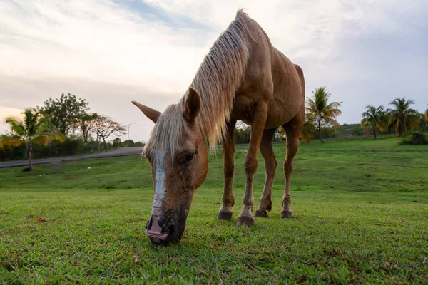 Koń Jedząc Zieloną Trawę Polu Pochmurny Zachód Słońca Podjęte Trinidad — Zdjęcie stockowe