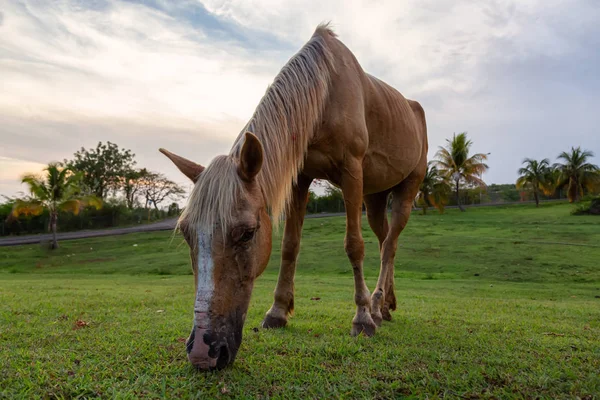 Kůň Pojímá Zelenou Trávu Poli Během Oblačné Západu Slunce Přijato — Stock fotografie