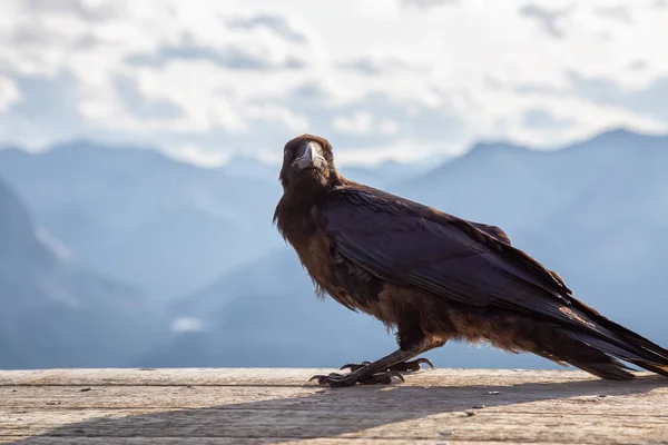 Big Black Common Raven Bird Seduto Eliporto Legno Cima Monte — Foto Stock