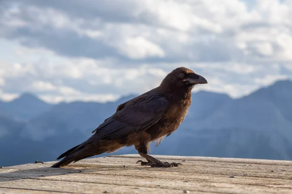 Big Black Common Raven Bird Seduto Eliporto Legno Cima Monte — Foto Stock