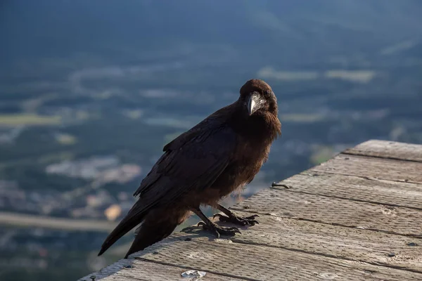 Big Black Common Raven Bird Está Sentado Helipuerto Madera Cima —  Fotos de Stock