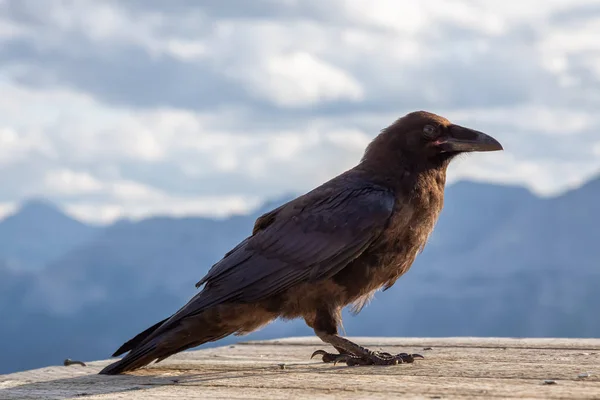 Big Black Common Raven Bird Está Sentado Helipuerto Madera Cima —  Fotos de Stock