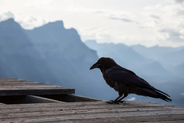Big Black Common Raven Bird Seduto Eliporto Legno Cima Monte — Foto Stock