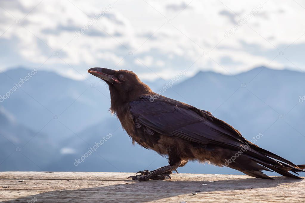 Big Black Common Raven Bird is sitting on a wooden Helipad on top of Mt Lady MacDonald and looking for food. Taken in Canmore, Alberta, Canada.