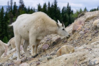 Jasper Ulusal Parkı'ndaki Dağ Keçisi, Alberta, Kanada.