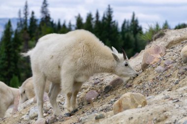Jasper Ulusal Parkı'ndaki Dağ Keçisi, Alberta, Kanada.