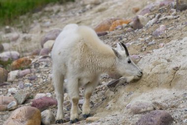 Jasper Ulusal Parkı'ndaki Dağ Keçisi, Alberta, Kanada.