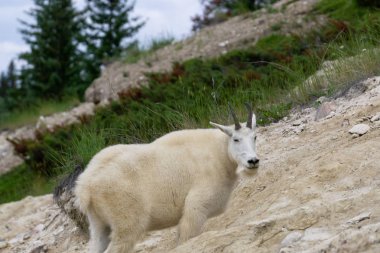 Jasper Ulusal Parkı'ndaki Dağ Keçisi, Alberta, Kanada.