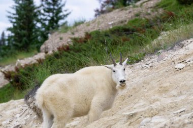 Jasper Ulusal Parkı'ndaki Dağ Keçisi, Alberta, Kanada.