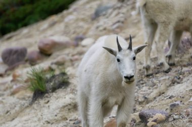Anne Dağ Keçisi ve çocuğu Jasper Ulusal Parkı, Alberta, Kanada.