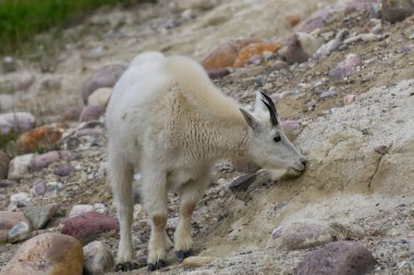 Jasper Ulusal Parkı'ndaki Dağ Keçisi, Alberta, Kanada.