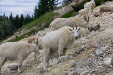 Anne Dağ Keçisi ve çocuğu Jasper Ulusal Parkı, Alberta, Kanada.