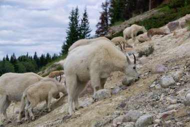 Anne Dağ Keçisi ve çocuğu Jasper Ulusal Parkı, Alberta, Kanada.