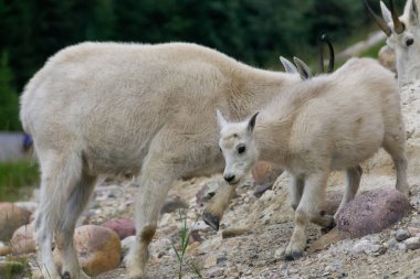 Anne Dağ Keçisi ve çocuğu Jasper Ulusal Parkı, Alberta, Kanada.