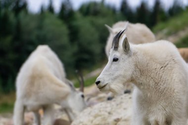 Anne Dağ Keçisi ve çocuğu Jasper Ulusal Parkı, Alberta, Kanada.