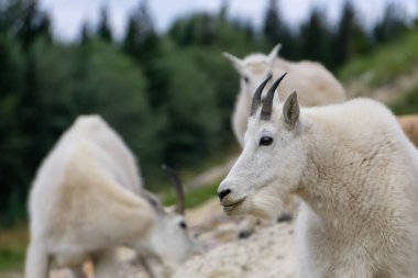 Anne Dağ Keçisi ve çocuğu Jasper Ulusal Parkı, Alberta, Kanada.