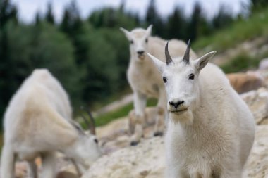 Anne Dağ Keçisi ve çocuğu Jasper Ulusal Parkı, Alberta, Kanada.