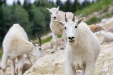 Anne Dağ Keçisi ve çocuğu Jasper Ulusal Parkı, Alberta, Kanada.