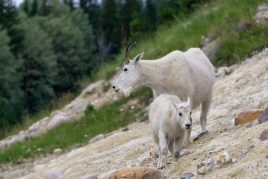 Anne Dağ Keçisi ve çocuğu Jasper Ulusal Parkı, Alberta, Kanada.