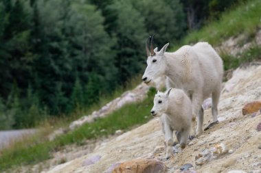 Anne Dağ Keçisi ve çocuğu Jasper Ulusal Parkı, Alberta, Kanada.