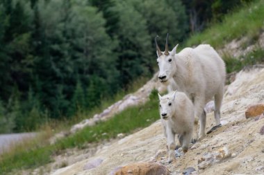 Anne Dağ Keçisi ve çocuğu Jasper Ulusal Parkı, Alberta, Kanada.