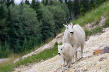 Anne Dağ Keçisi ve çocuğu Jasper Ulusal Parkı, Alberta, Kanada.