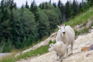 Anne Dağ Keçisi ve çocuğu Jasper Ulusal Parkı, Alberta, Kanada.