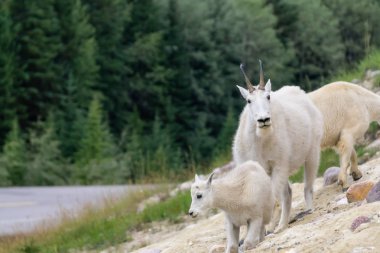 Anne Dağ Keçisi ve çocuğu Jasper Ulusal Parkı, Alberta, Kanada.
