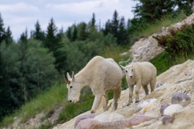 Anne Dağ Keçisi ve çocuğu Jasper Ulusal Parkı, Alberta, Kanada.