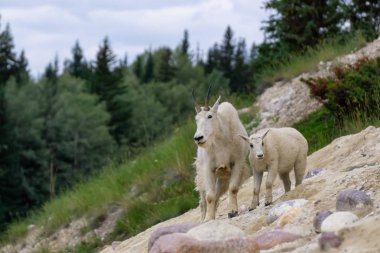 Anne Dağ Keçisi ve çocuğu Jasper Ulusal Parkı, Alberta, Kanada.