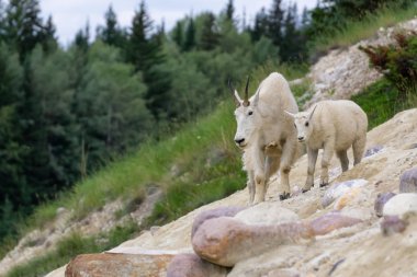 Anne Dağ Keçisi ve çocuğu Jasper Ulusal Parkı, Alberta, Kanada.