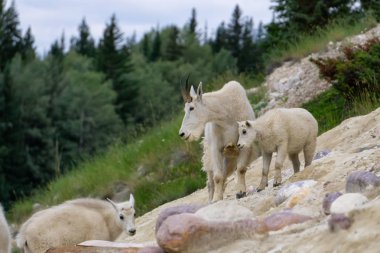 Anne Dağ Keçisi ve çocuğu Jasper Ulusal Parkı, Alberta, Kanada.