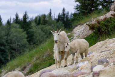 Anne Dağ Keçisi ve çocuğu Jasper Ulusal Parkı, Alberta, Kanada.