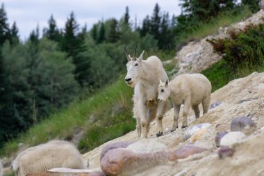 Anne Dağ Keçisi ve çocuğu Jasper Ulusal Parkı, Alberta, Kanada.