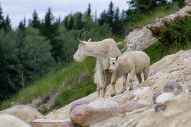 Anne Dağ Keçisi ve çocuğu Jasper Ulusal Parkı, Alberta, Kanada.