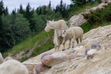 Anne Dağ Keçisi ve çocuğu Jasper Ulusal Parkı, Alberta, Kanada.