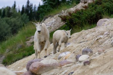 Anne Dağ Keçisi ve çocuğu Jasper Ulusal Parkı, Alberta, Kanada.